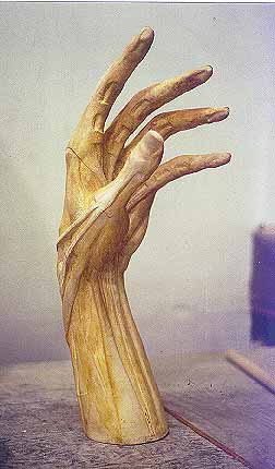 left anatomy hand
