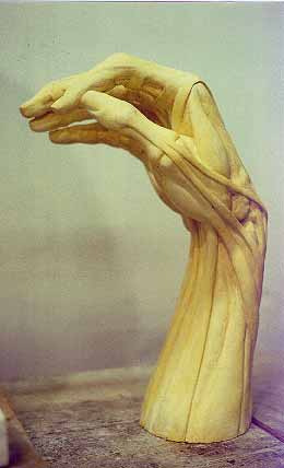 right anatomy hand